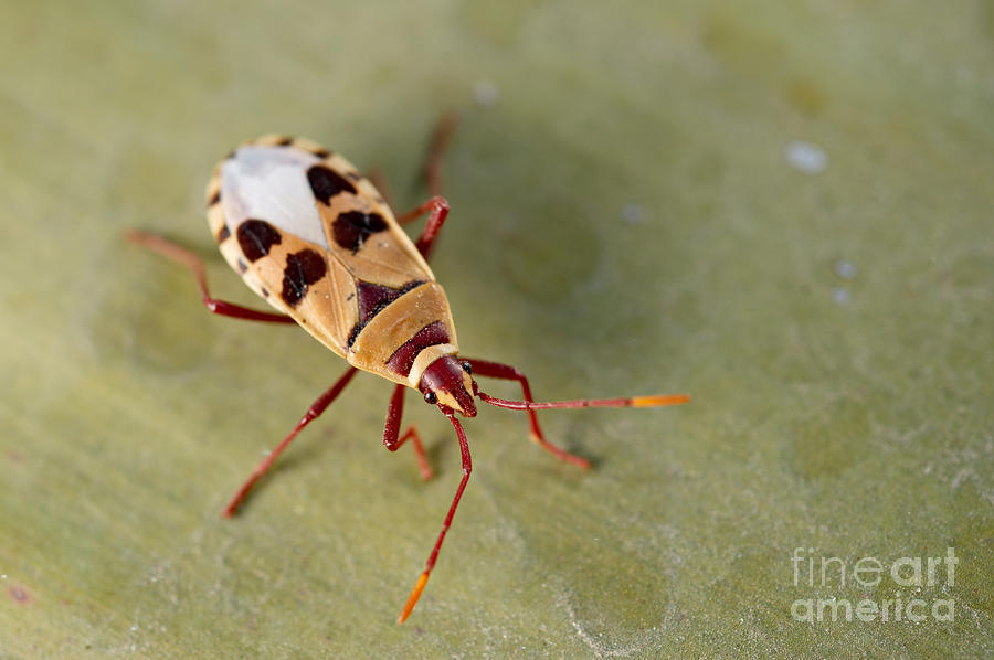 Welvitschia Bug Photograph by Francesco Tomasinelli