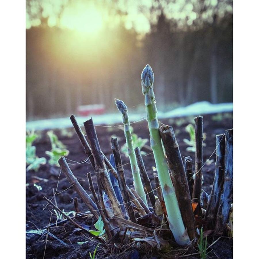 Spring Photograph - Went For A Walk Right Before Sunrise by Diana Rodgers