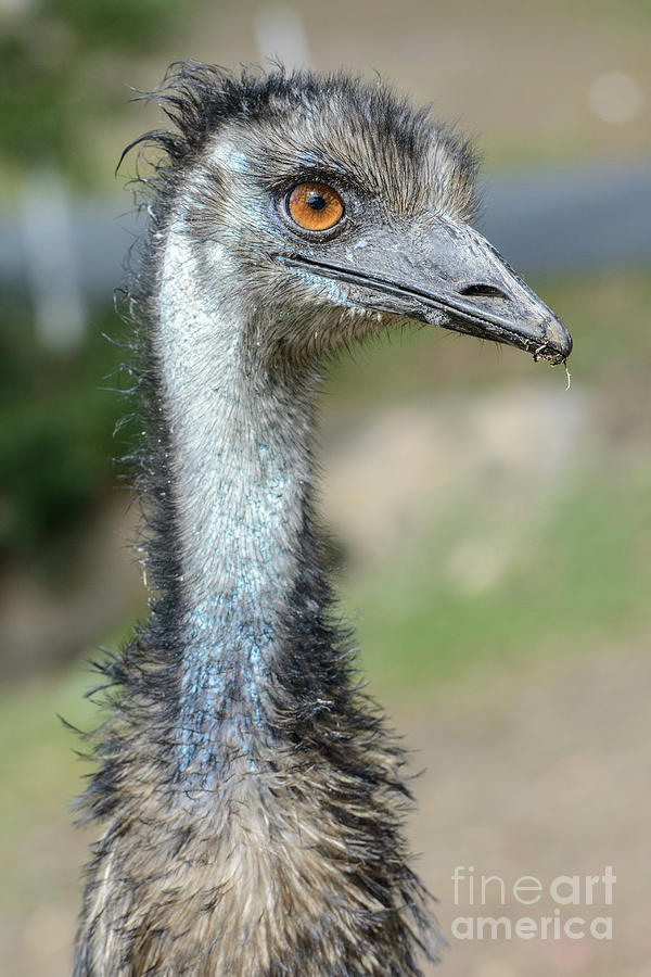  Emu 2 Photograph by Werner Padarin