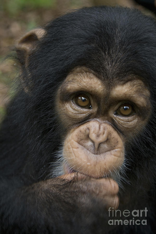West African Chimpanzee Photograph by Andrew Routh