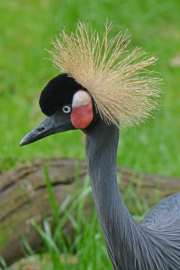 West African Crowned Crane Photograph by Alan Lenk