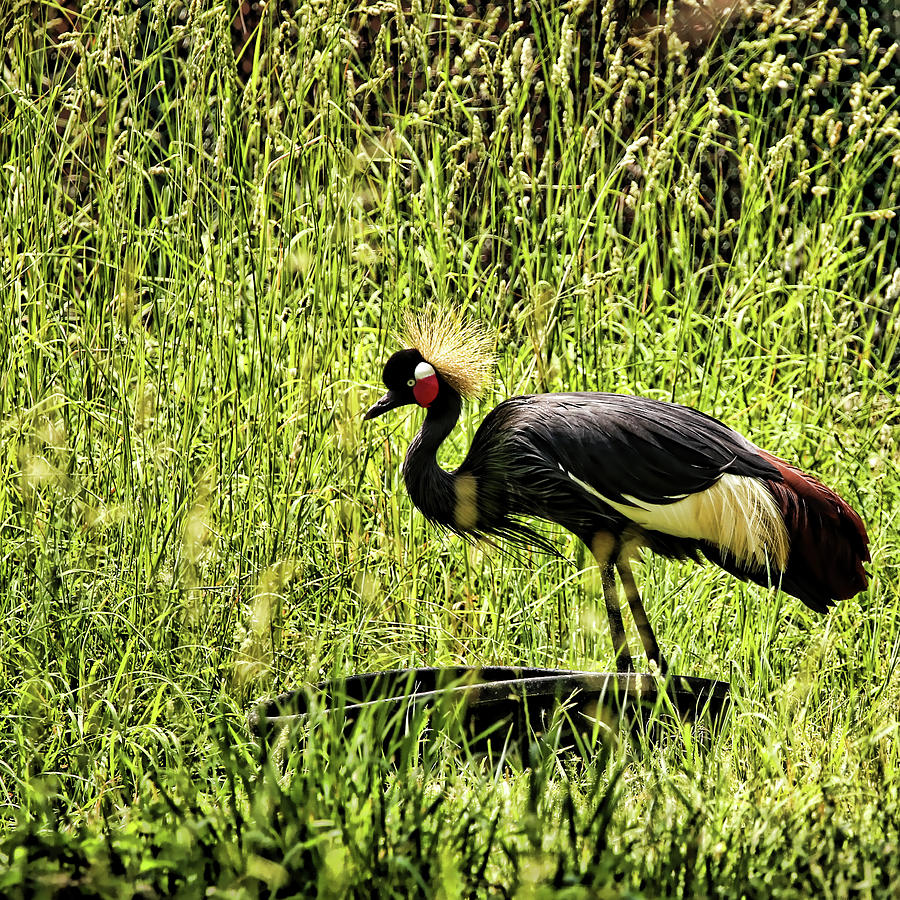 Crane Photograph - West African Crowned Crane by Judy Vincent