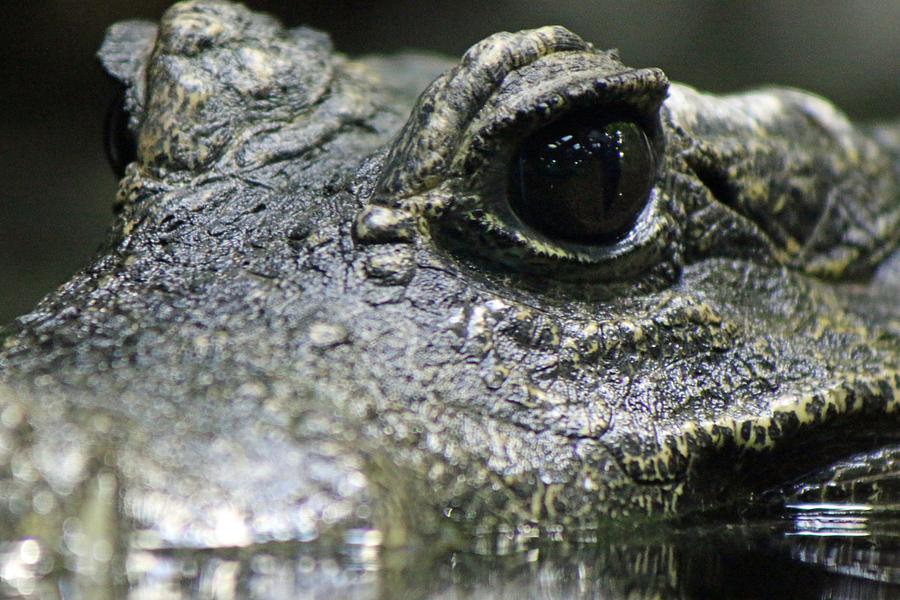 West African Dwarf Crocodile - Captive 04 Photograph by Pamela Critchlow