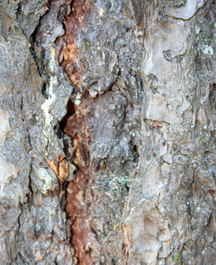 Vancouver Island Photograph - West Coast Coniferous Bark by Sherry Leigh Williams