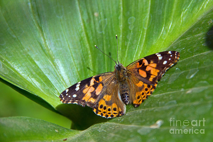 West Coast Lady Butterfly Photograph by Kelly Holm