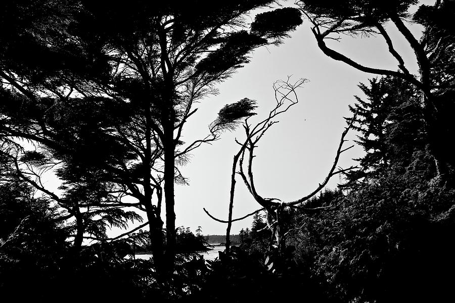 West Coast Trees Pacific Ocean Photograph by Brian Sereda