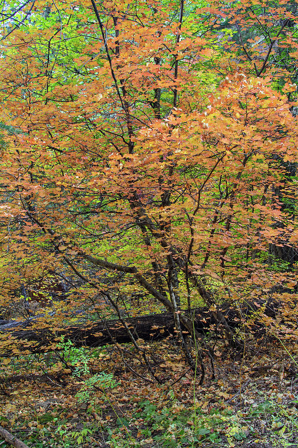 Fall Photograph - West Fork 8030-101817-2 by Tam Ryan