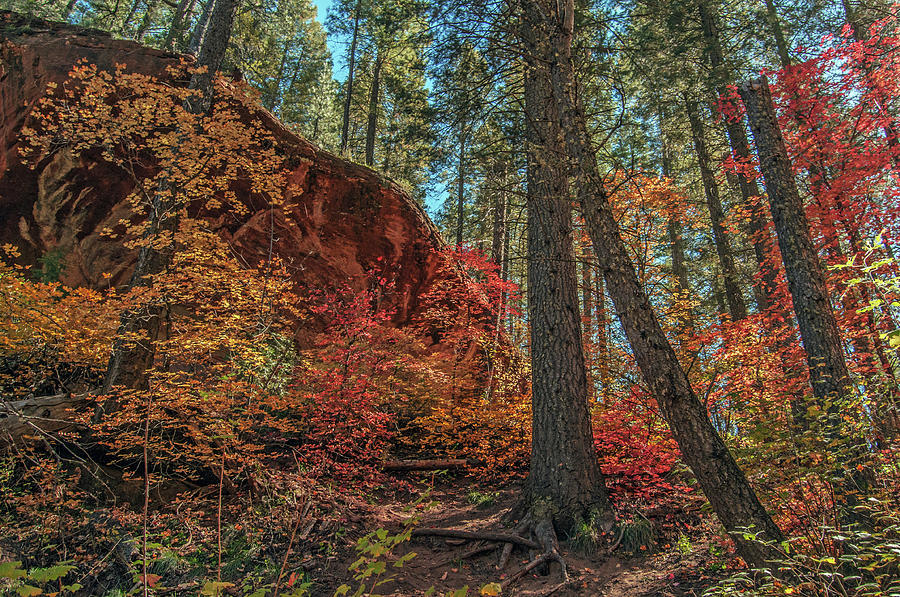 West Fork Fall Color 0212-102814-2 Photograph by Tam Ryan