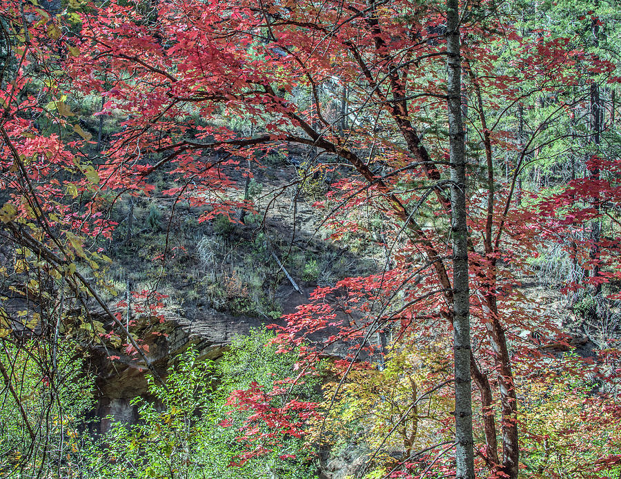 West Fork Fall Color 7989-101817-2cr Photograph by Tam Ryan