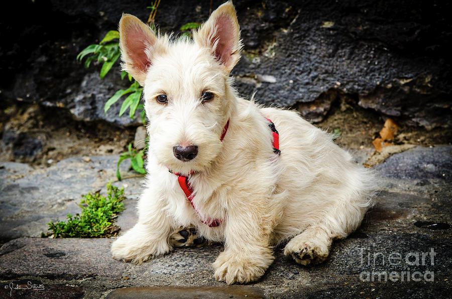 West Highland White Terrier #1 Photograph