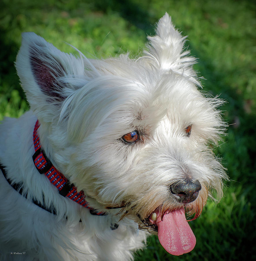 West Highland White Terrier Photograph by Brian Wallace