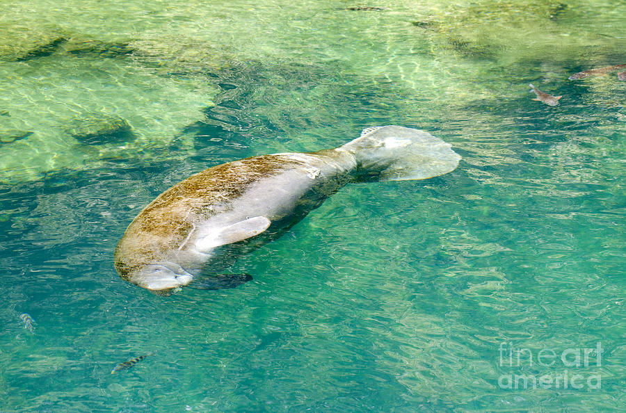 West Indian Manatee - Trichechus manatus Photograph by Anthony Totah
