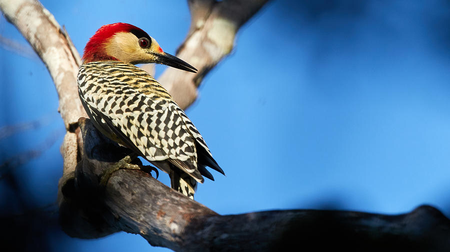 West Indian Woodpecker Photograph by David Beebe