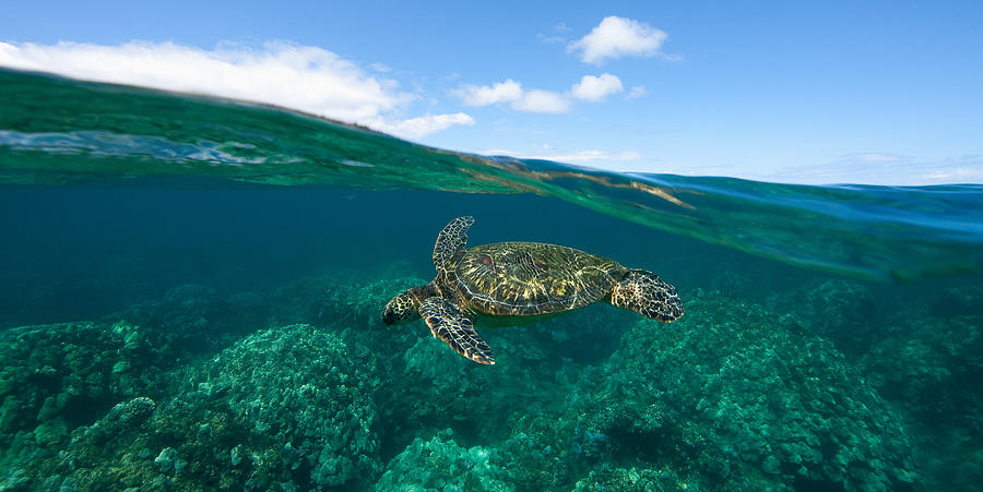West Maui Green Sea Turtle Photograph by David Olsen