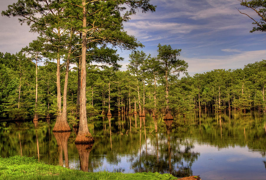 Swamp Photograph - West Monroe Bayou by Ester McGuire Swamp Photograph - West Monroe Bayou by Ester McGuire