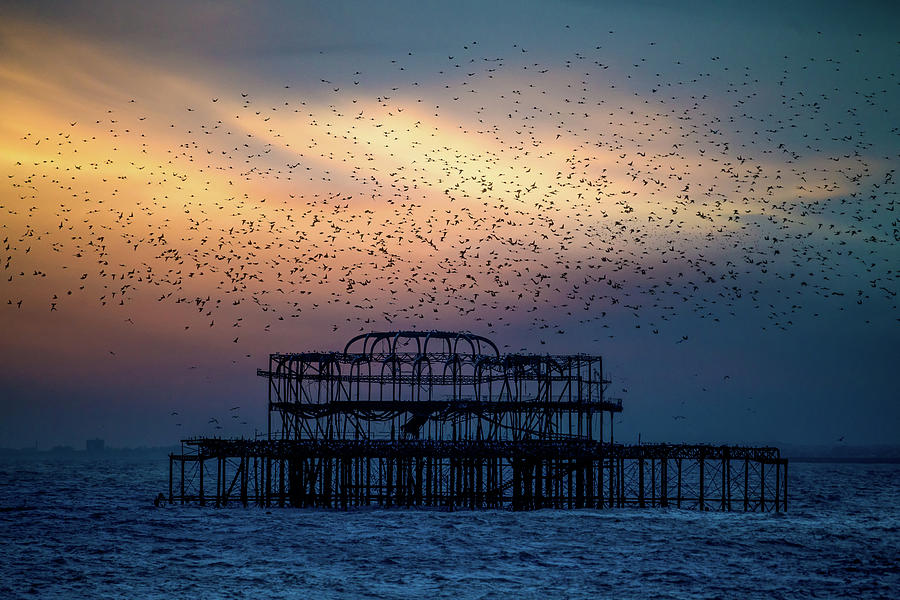 West Pier Murmuration Photograph by Chris Lord