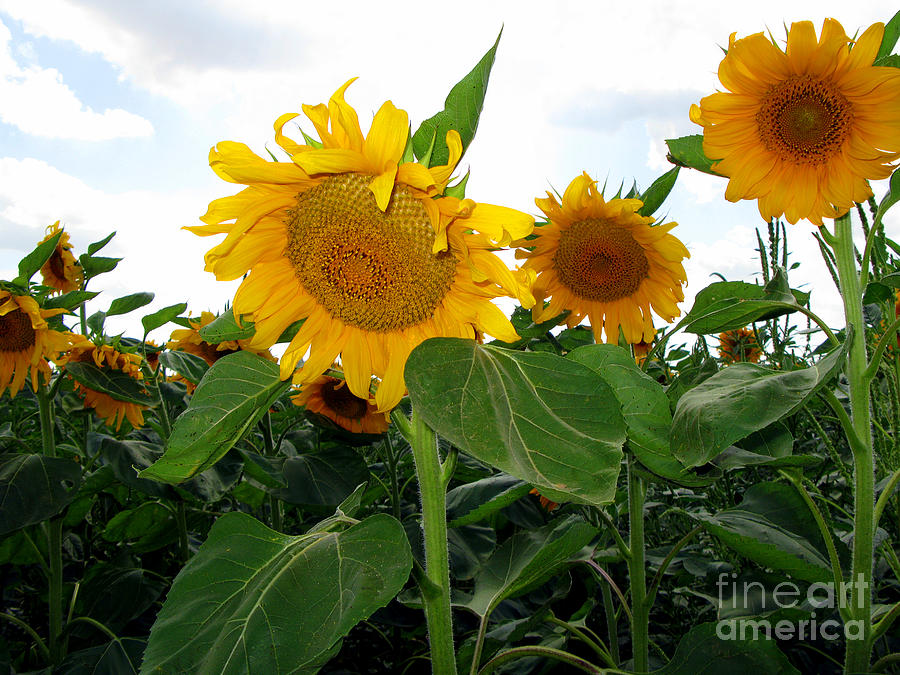 West Texas Sunflowers Photograph by Nieves Nitta