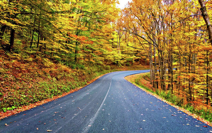 West Virginia Curves - In A Yellow Wood - Paint Photograph