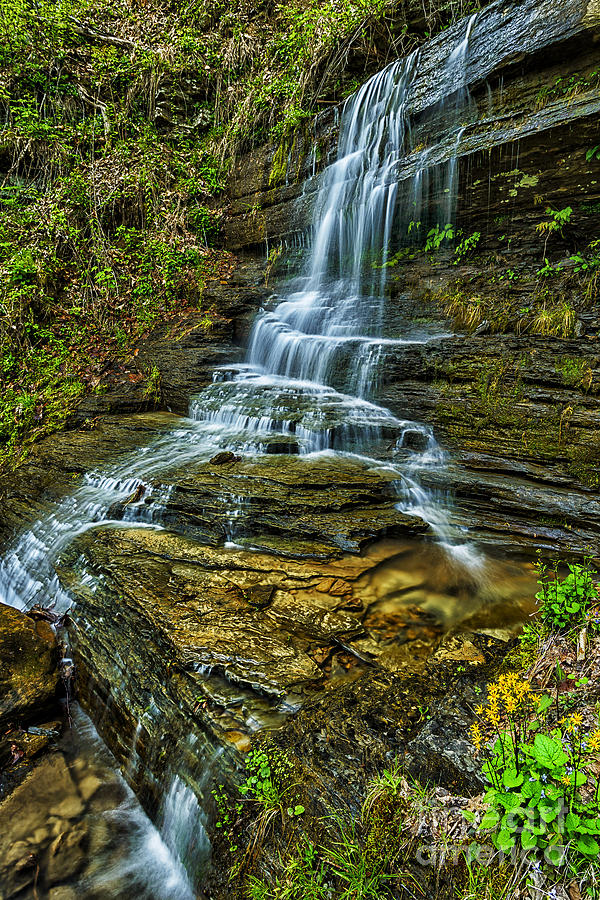 West Virginia Waterfall and Wildflowers Photograph by Thomas R Fletcher