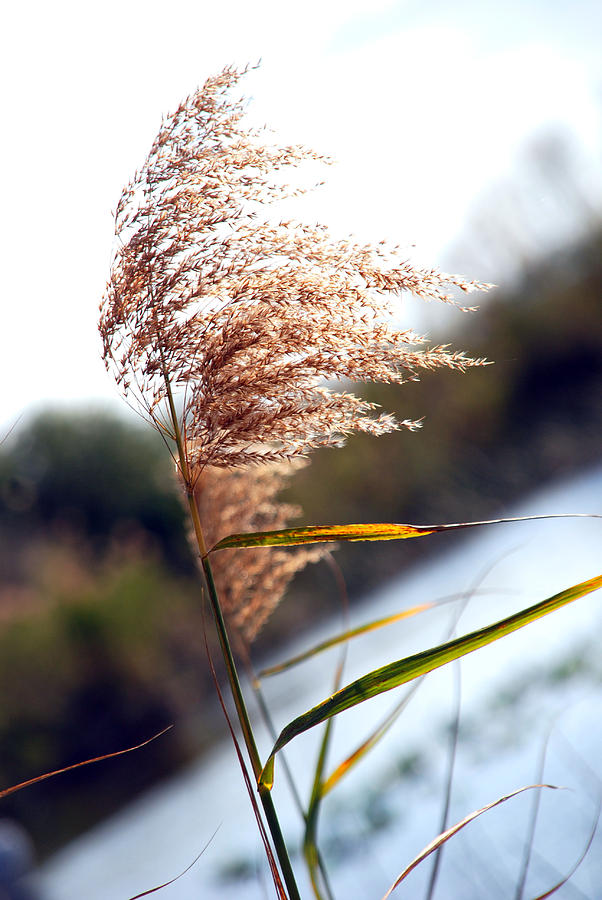 Nature Photograph - West Wind Today by Susanne Van Hulst