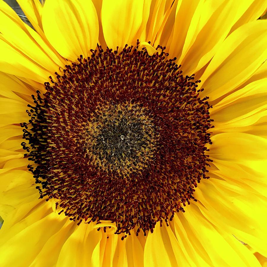 Westborn Sunflower Photograph by Daniel Thompson