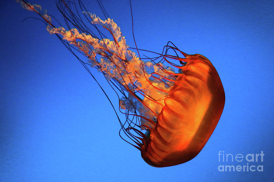 Fish Photograph - West Coast Sea Nettle-9445 by Gary Gingrich Galleries
