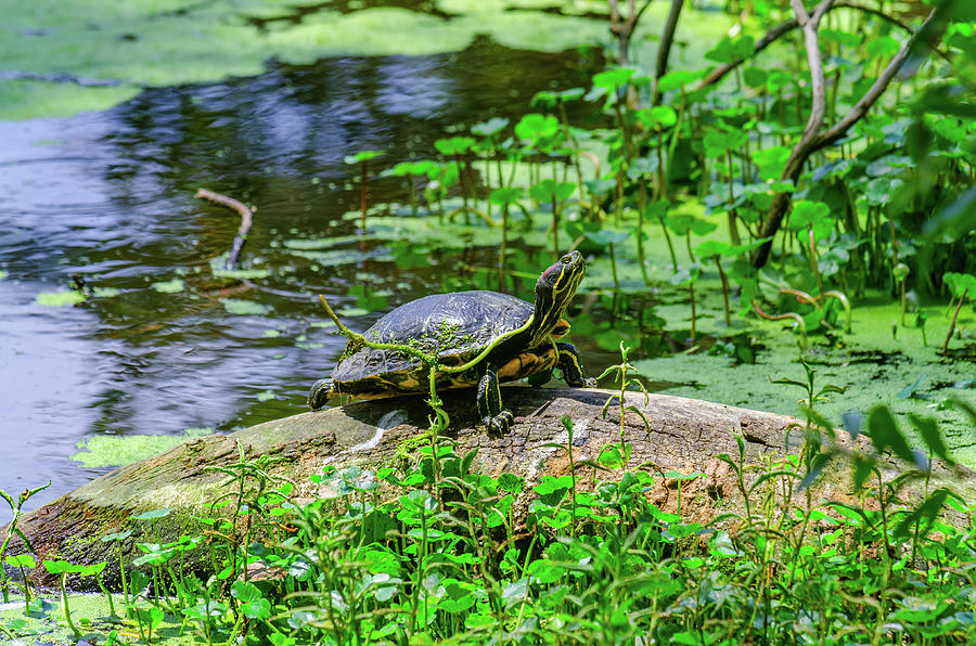 Westerm Painted Turtle Photograph by Javier Flores - Fine Art America