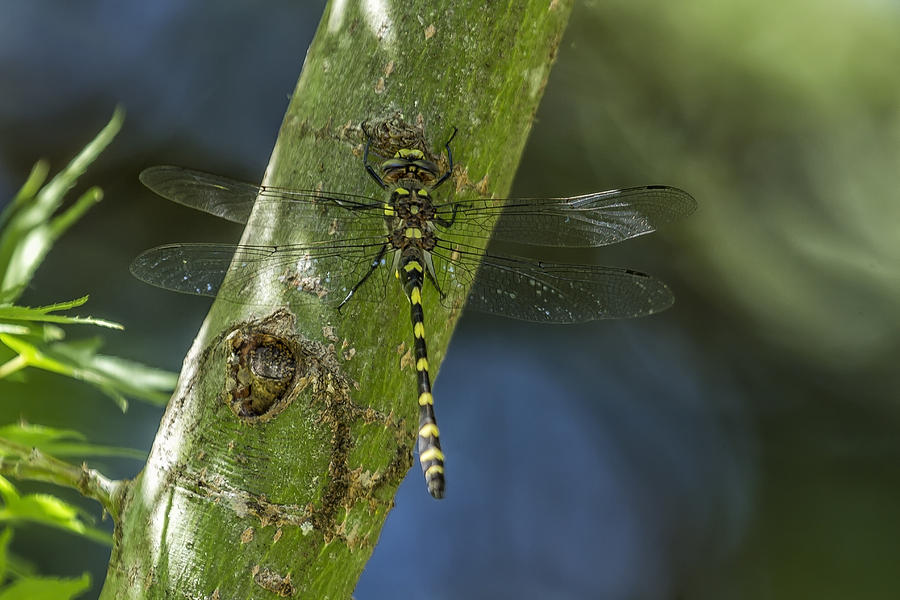 Western Adder Dragonfly No. 1 Photograph by Belinda Greb