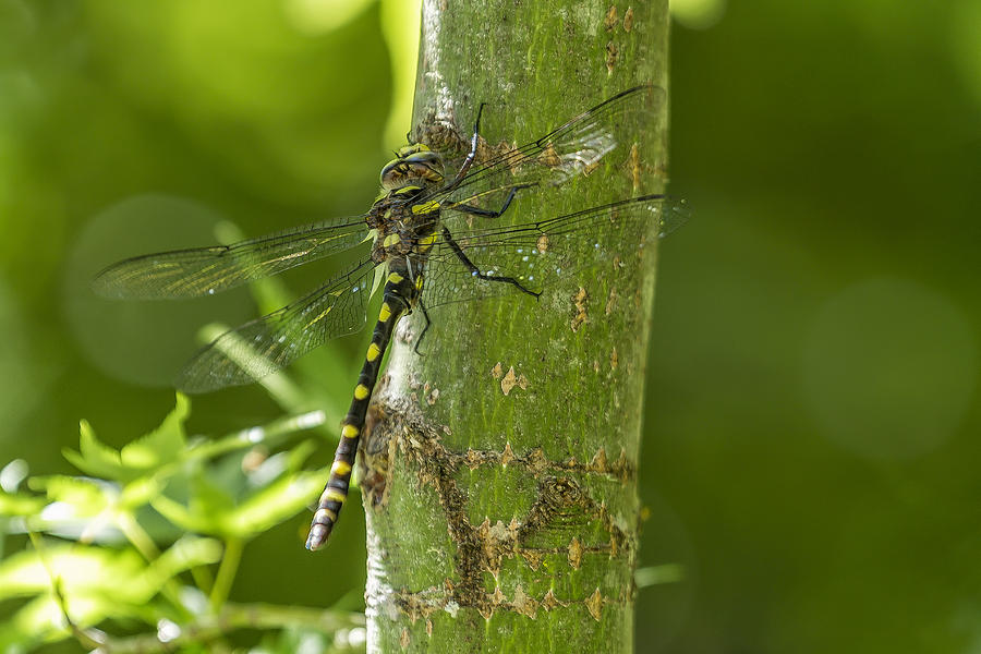 Western Adder Dragonfly No. 2 Photograph by Belinda Greb