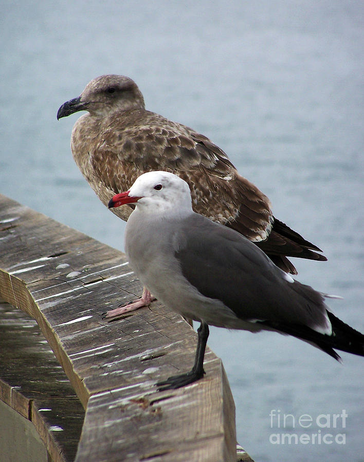 Western and Heermanns Gull  Photograph by Jennifer Robin