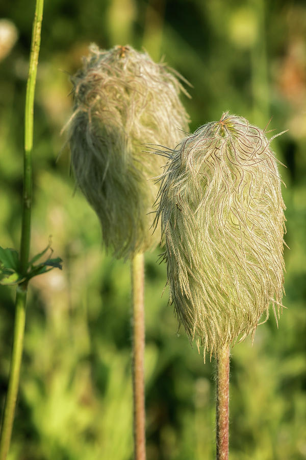 Western Anemone Seed Pods Photograph by Belinda Greb