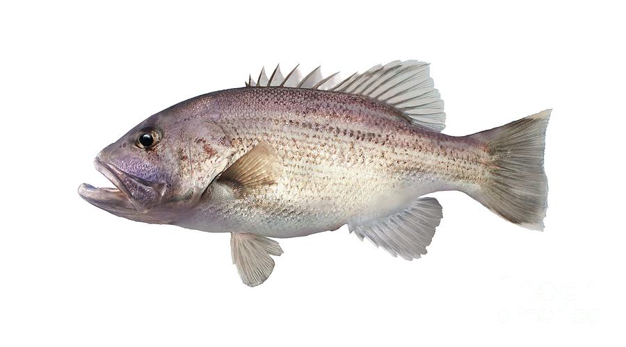 Jewfish Photograph - Western Australian Dhufish by Vince Doran Jewfish Photograph - Western Australian Dhufish by Vince Doran