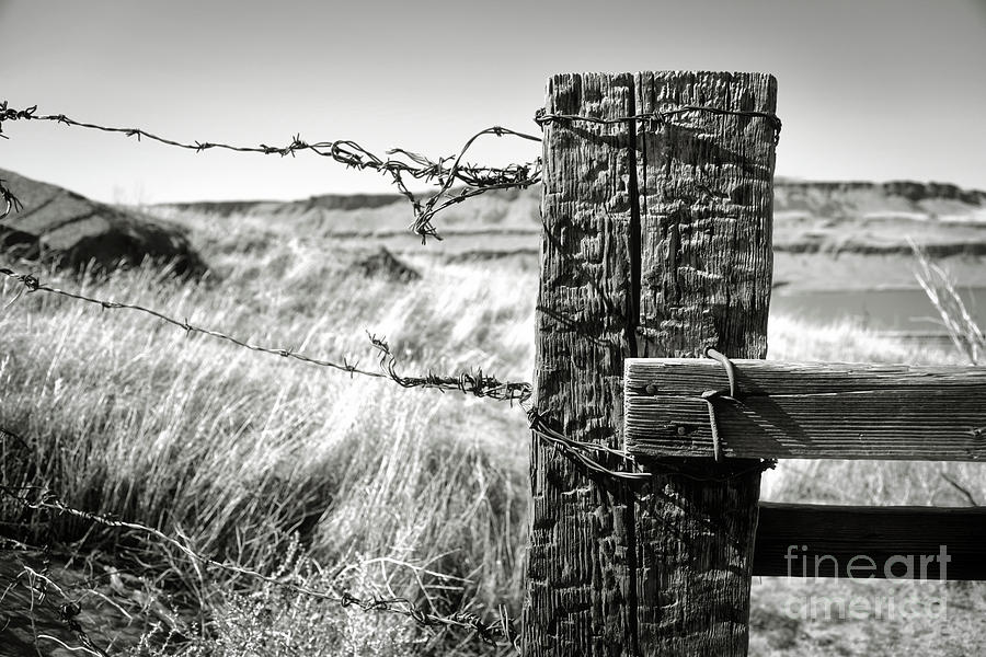 Nail Photograph - Western Barbed Wire Fence Black and White by Carol Groenen