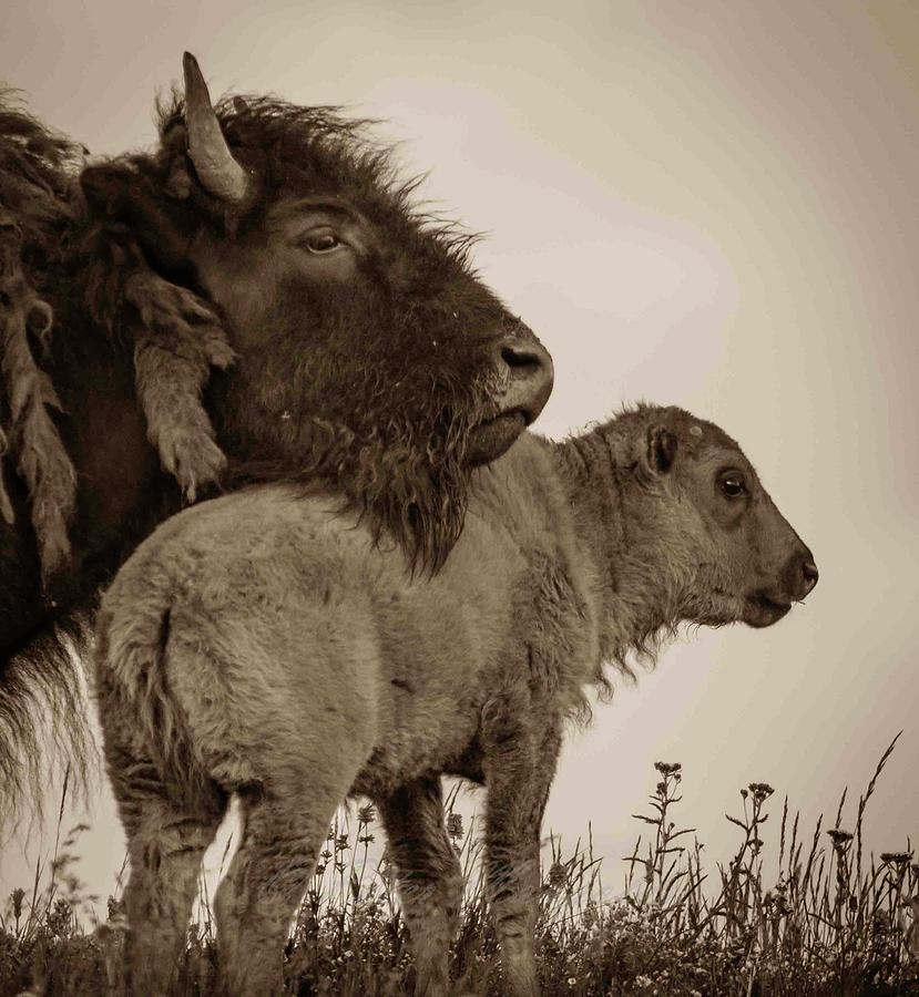 Bison Photograph - Western Bison Portrait by Peter Mangolds