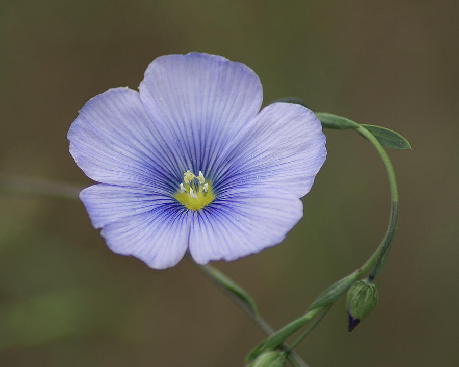 Western Blue Flax Photograph by Ben Upham III