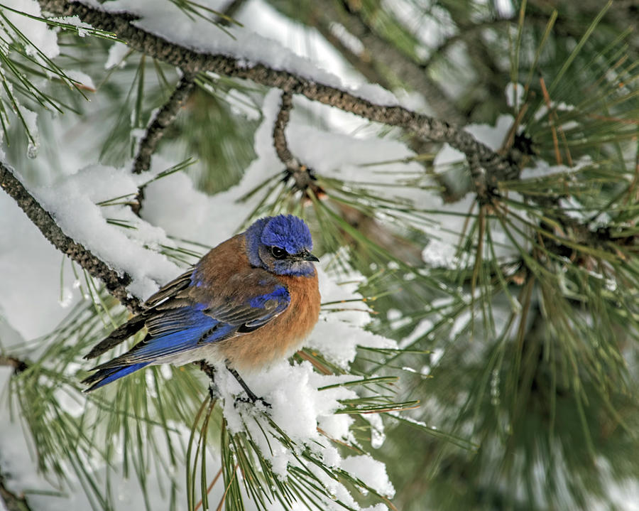 Western Bluebird in a Snowy Pine Photograph by Dawn Key