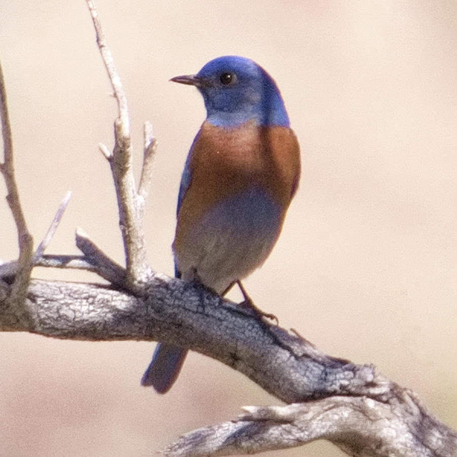 Western Bluebird 1 Photograph by Patricia Quandel