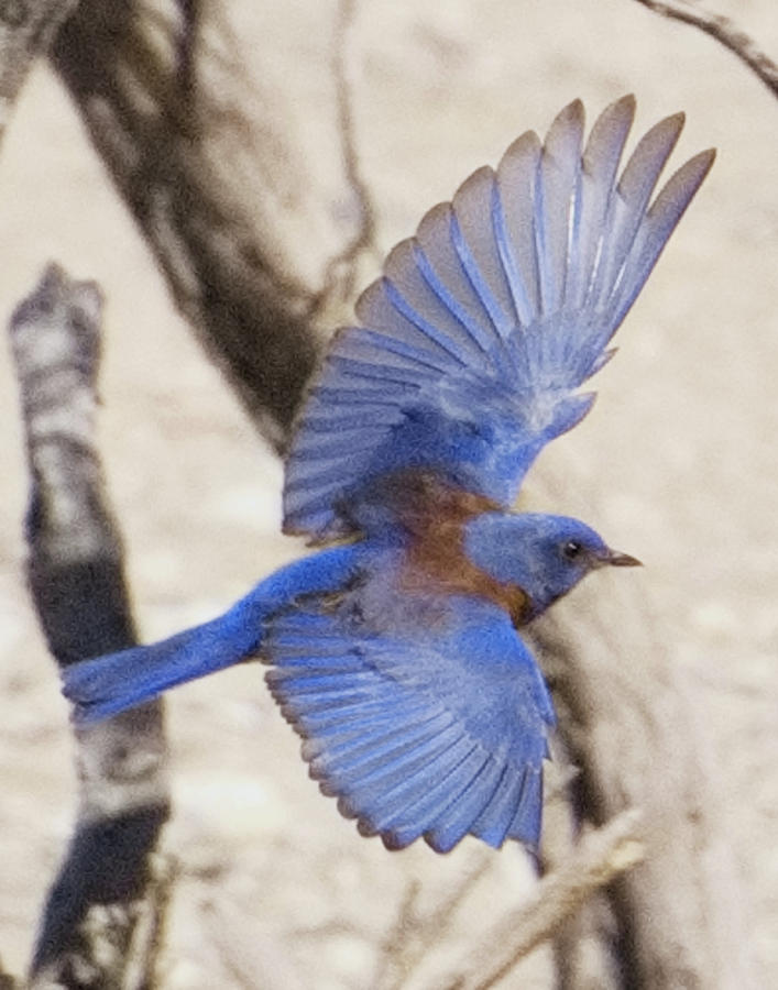 Western Bluebird 2 Photograph by Patricia Quandel
