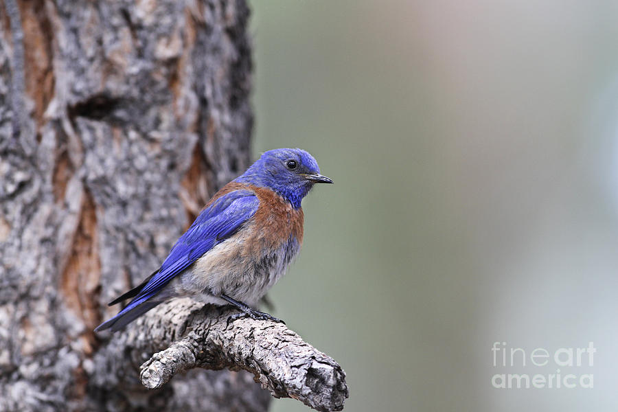 Western Bluebird Photograph by Gianpiero Ferrari/FLPA