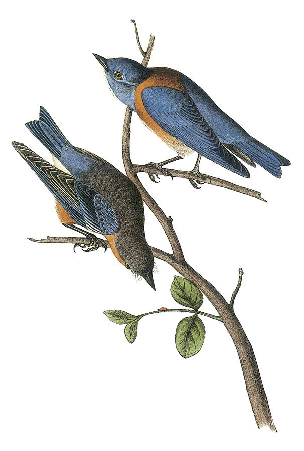 John James Audubon Painting - Western Bluebird by John James Audubon