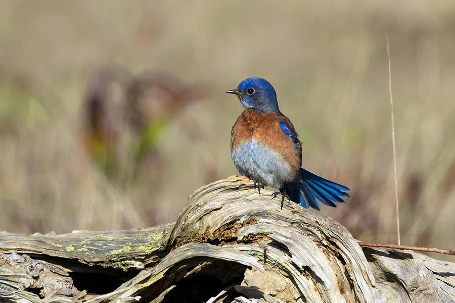 Bluebird Photograph - Western Bluebird on a Log by Kathleen Bishop