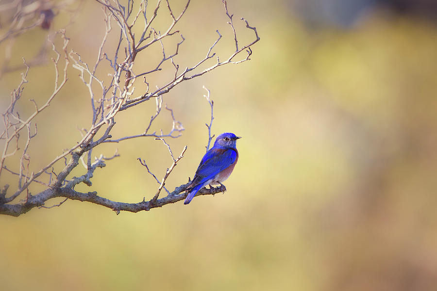 Western Bluebird on Bare Branch Photograph by Susan Gary