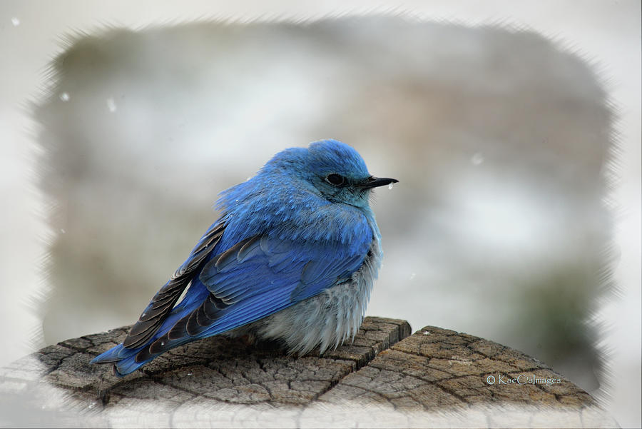 Mountain Bluebird on Cold Day Photograph by Kae Cheatham