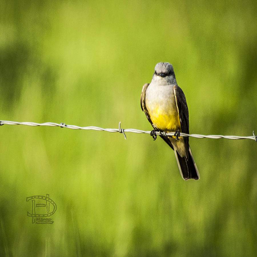 Western-Cassin type Kingbird Photograph by Daniel Hebard