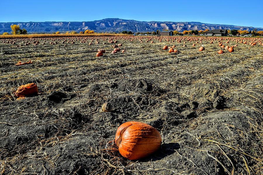 Western Colorado Pumpkin Patch Photograph by Michael Brungardt Fine