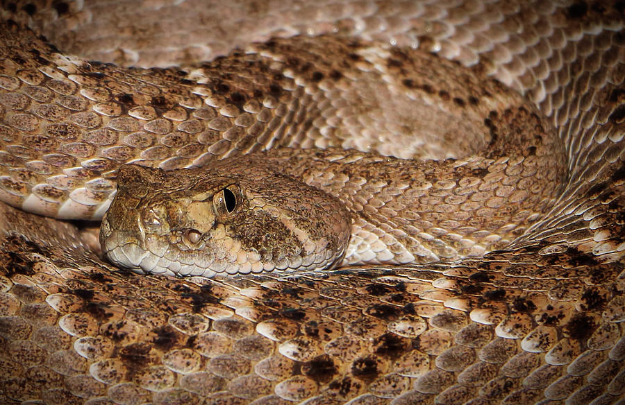 Western Diamondback Rattlesnake Close Up Photograph by Elaine Malott