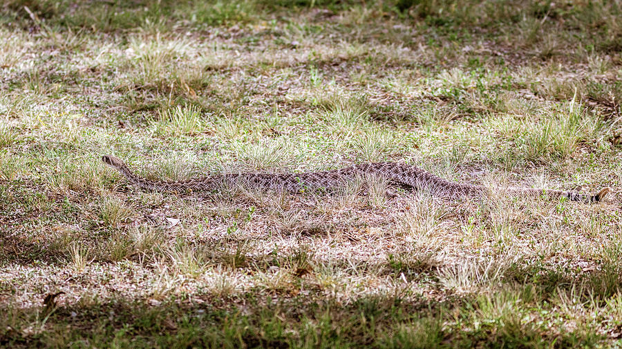 Western Diamondback Rattlesnake Slithering Along Photograph by Debra Martz