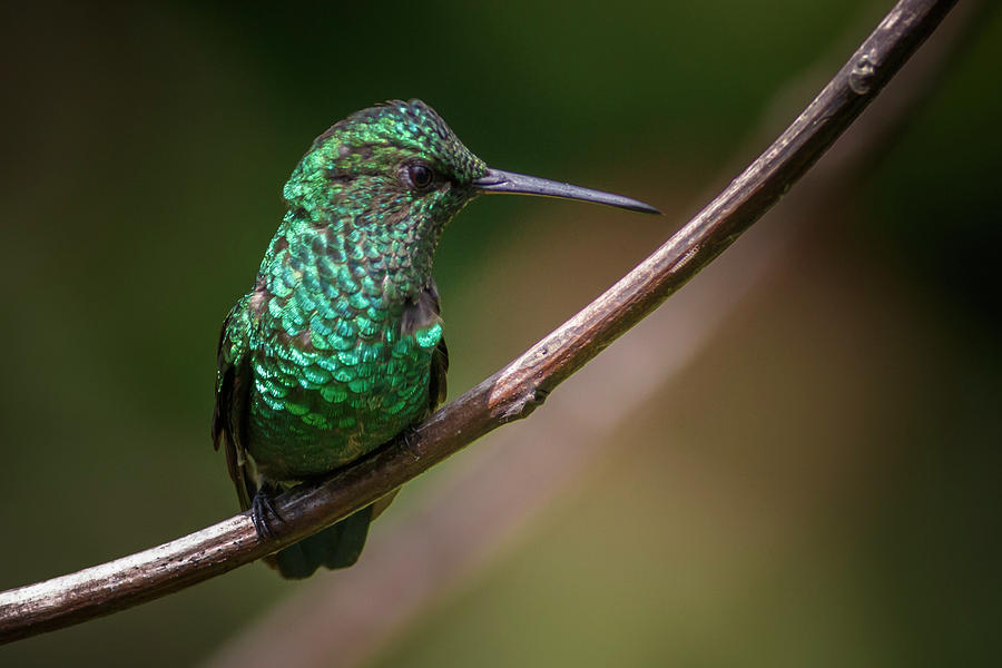 Western Emerald Hummingbird Jardin Botanico del Quindio Colombia Photograph by Adam Rainoff