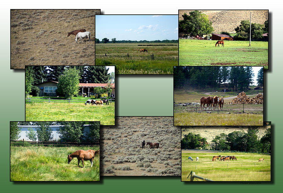 Western Farms And Ranches Horses Collage 01 Photograph by Thomas Woolworth
