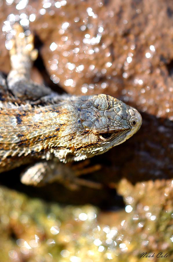 Reptile Photograph - Western Fence Lizard 2 by Noah Cole
